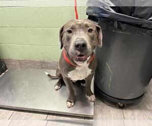 American Staffordshire Terrier-Unknown Mix Dogs for adoption in Grand Prairie, TX, USA