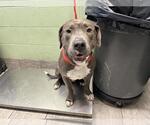 Small American Staffordshire Terrier Mix