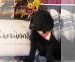 Small Photo #1 Labradoodle Puppy For Sale in TRIMBLE, MO, USA