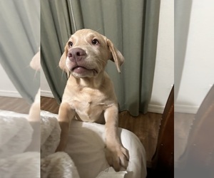 Labrador Retriever Puppy for sale in LAKE DALLAS, TX, USA