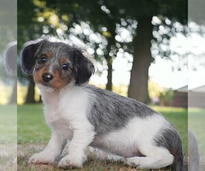 Dachshund Puppy for Sale in HONEY BROOK, Pennsylvania USA
