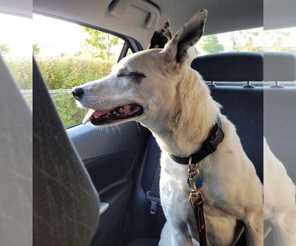 Medium Photo #3 Mutt Puppy For Sale in Princeton, MN, USA