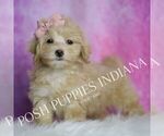 Small Photo #4 Maltipoo (Miniature) Puppy For Sale in WARSAW, IN, USA