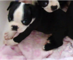 Puppy Riley Boston Terrier