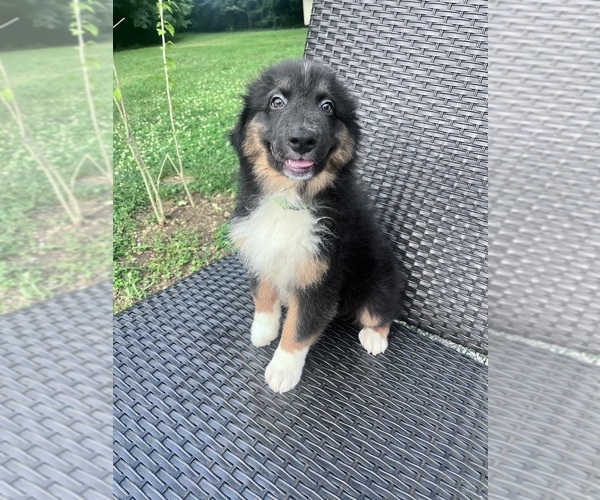 Medium Photo #1 Australian Shepherd Puppy For Sale in HARRISON, OH, USA