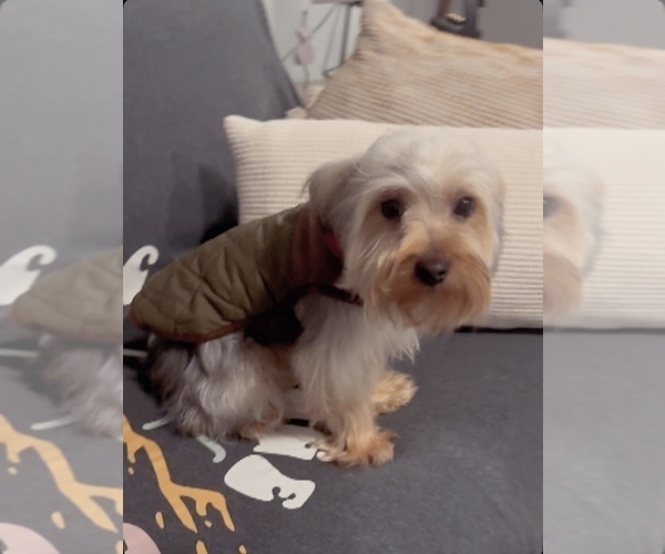 Medium Photo #3 Yorkshire Terrier Puppy For Sale in DALLAS, TX, USA