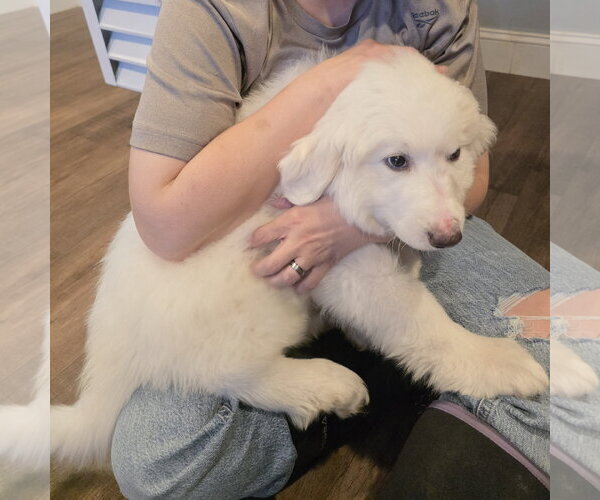 Medium Photo #15 Great Pyrenees Puppy For Sale in Houston, TX, USA