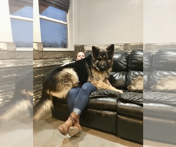 Medium Photo #40 German Shepherd Dog Puppy For Sale in BRIGHTON, CO, USA