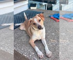 Small Chihuahua Mix