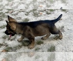 Small #5 German Shepherd Dog