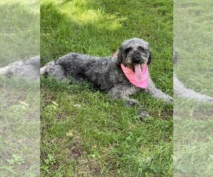 Mother of the Bernedoodle puppies born on 08/22/2025