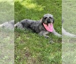 Small Photo #1 Bernedoodle Puppy For Sale in OLIN, NC, USA