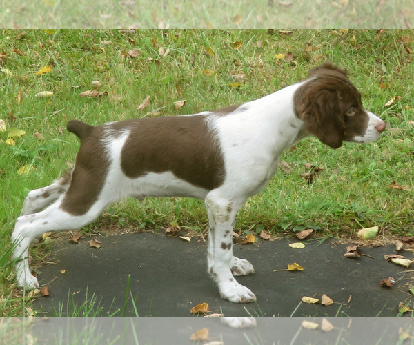 Medium Photo #1 Brittany Puppy For Sale in BLOSSBURG, PA, USA