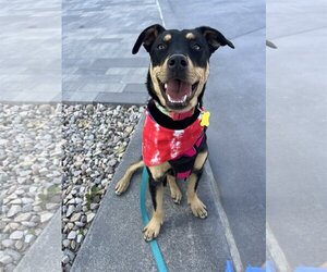 Australian Kelpie-Unknown Mix Dogs for adoption in Sandy, UT, USA