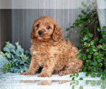 Small Photo #6 Cavapoo Puppy For Sale in MILLERSBURG, OH, USA