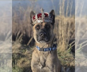 Arthur - Located in OK - Male German Shepherd Dog-Unknown Mix Dog for Adoption - Photo #7