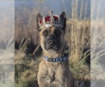Small #6 German Shepherd Dog Mix