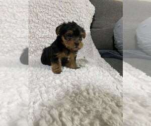 Yorkshire Terrier Puppy for sale in JENNINGS LODGE, OR, USA