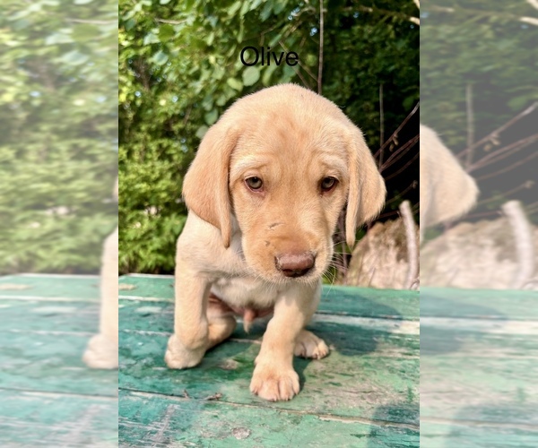 Medium Photo #25 Labrador Retriever Puppy For Sale in STANLEY, WI, USA