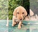 Small Photo #25 Labrador Retriever Puppy For Sale in STANLEY, WI, USA