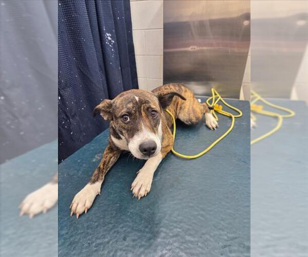 Medium Photo #1 Mutt Puppy For Sale in Mobile, AL, USA