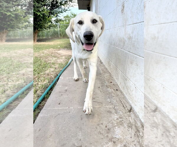 Medium Photo #4 Akbash-Anatolian Shepherd Mix Puppy For Sale in Higley, AZ, USA