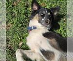Small Australian Shepherd Mix