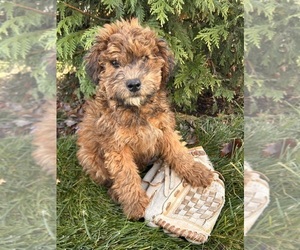 Poodle (Miniature)-Whoodle Mix Puppy for sale in MIDDLEBURY, IN, USA