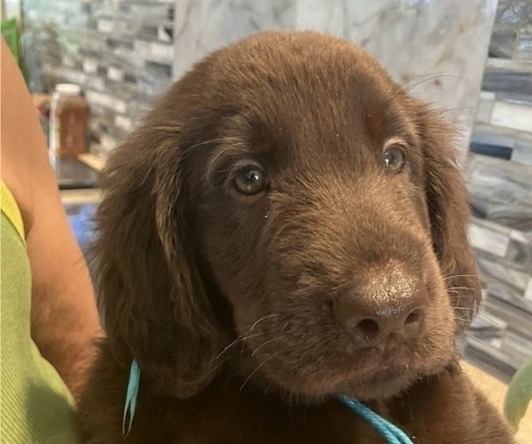 Medium Photo #14 Flat Coated Retriever Puppy For Sale in LAHAINA, HI, USA