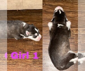 Siberian Husky Puppy for sale in FORT MILL, SC, USA