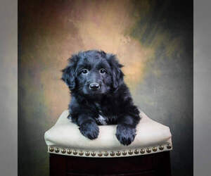 Aussiedoodle Miniature Puppy for sale in STRASBURG, OH, USA