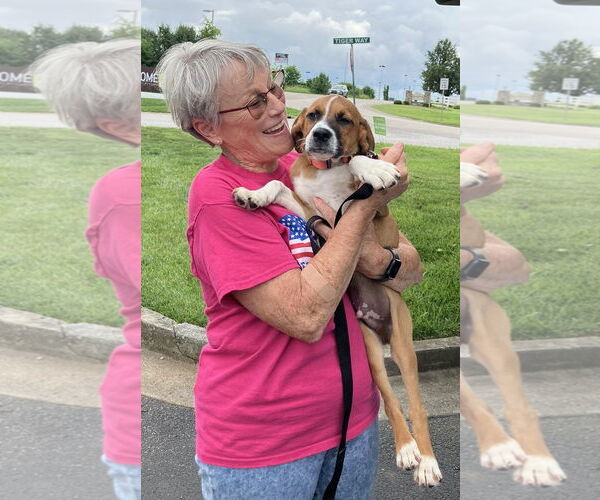 Medium Photo #10 Boxer-Unknown Mix Puppy For Sale in Burnsville, MN, USA