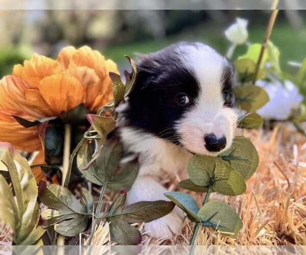 Medium Photo #2 Border Collie Puppy For Sale in MOSIER, OR, USA