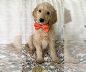 Goldendoodle Puppy for sale in CHERRY CREEK, NY, USA