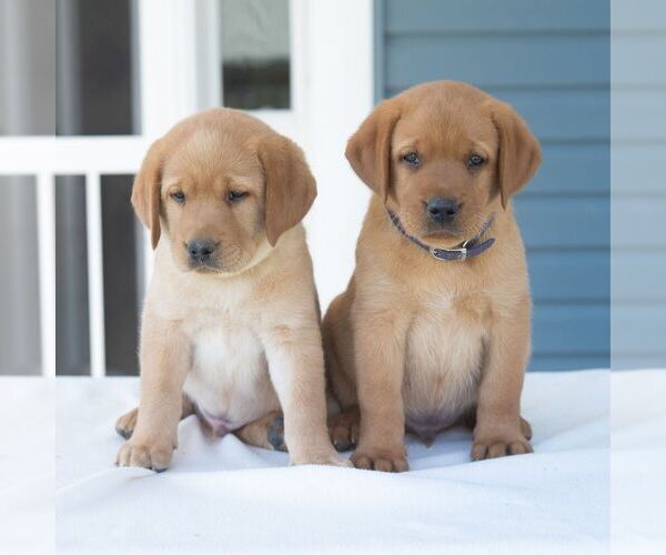 Medium Photo #4 Labrador Retriever Puppy For Sale in GREEN PARK, PA, USA