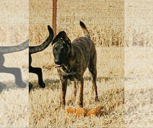 Medium Photo #2 Holland Shepherd-Unknown Mix Puppy For Sale in Imlay City, MI, USA