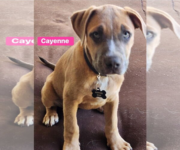 Medium Photo #11 Catahoula Leopard Dog-Unknown Mix Puppy For Sale in Alexander, AR, USA