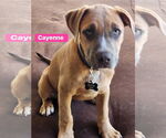 Small #10 Catahoula Leopard Dog Mix