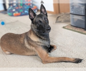 Father of the Belgian Malinois puppies born on 07/20/2026