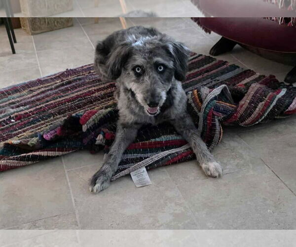 Medium Photo #4 Mutt Puppy For Sale in Boonton, NJ, USA