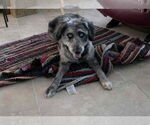 Small #3 Mutt