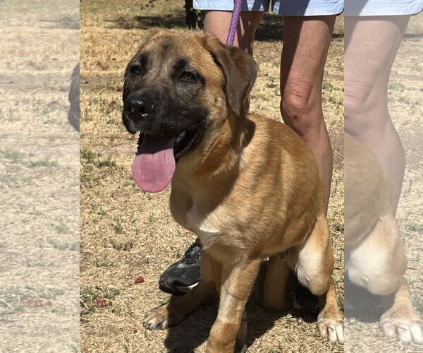 Medium Photo #2 Mastiff-Unknown Mix Puppy For Sale in Goodyear, AZ, USA