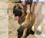 Small #1 Mastiff Mix