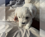 Small Photo #4 Maltipoo Puppy For Sale in GREENSBORO, NC, USA