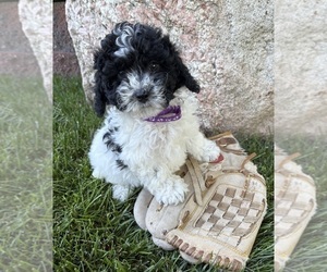 Havapoo Puppy for sale in MIDDLEBURY, IN, USA
