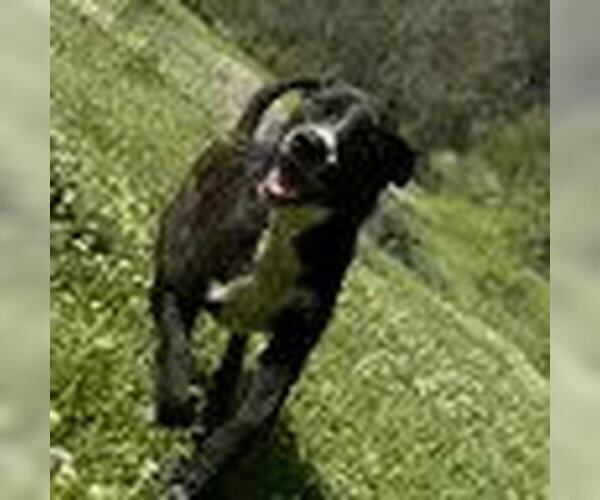 Medium Photo #1 Borador Puppy For Sale in Bristol, CT, USA