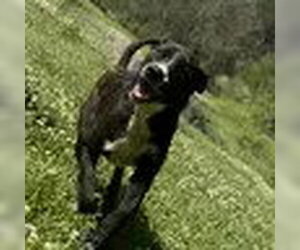 Borador Dogs for adoption in Bristol, CT, USA