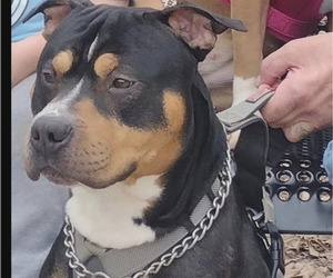 Father of the American Bully puppies born on 03/26/2025