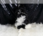 Small #7 Cavapoo