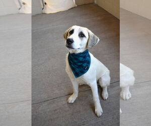 Anatolian Shepherd-Unknown Mix Dogs for adoption in McKinney, TX, USA